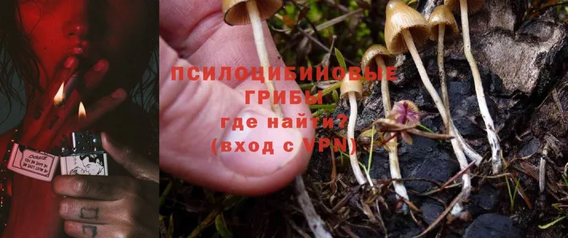 как найти   Калач  Псилоцибиновые грибы Magic Shrooms 